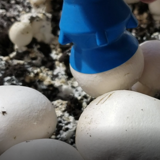 Vision-guided mushroom picking robot